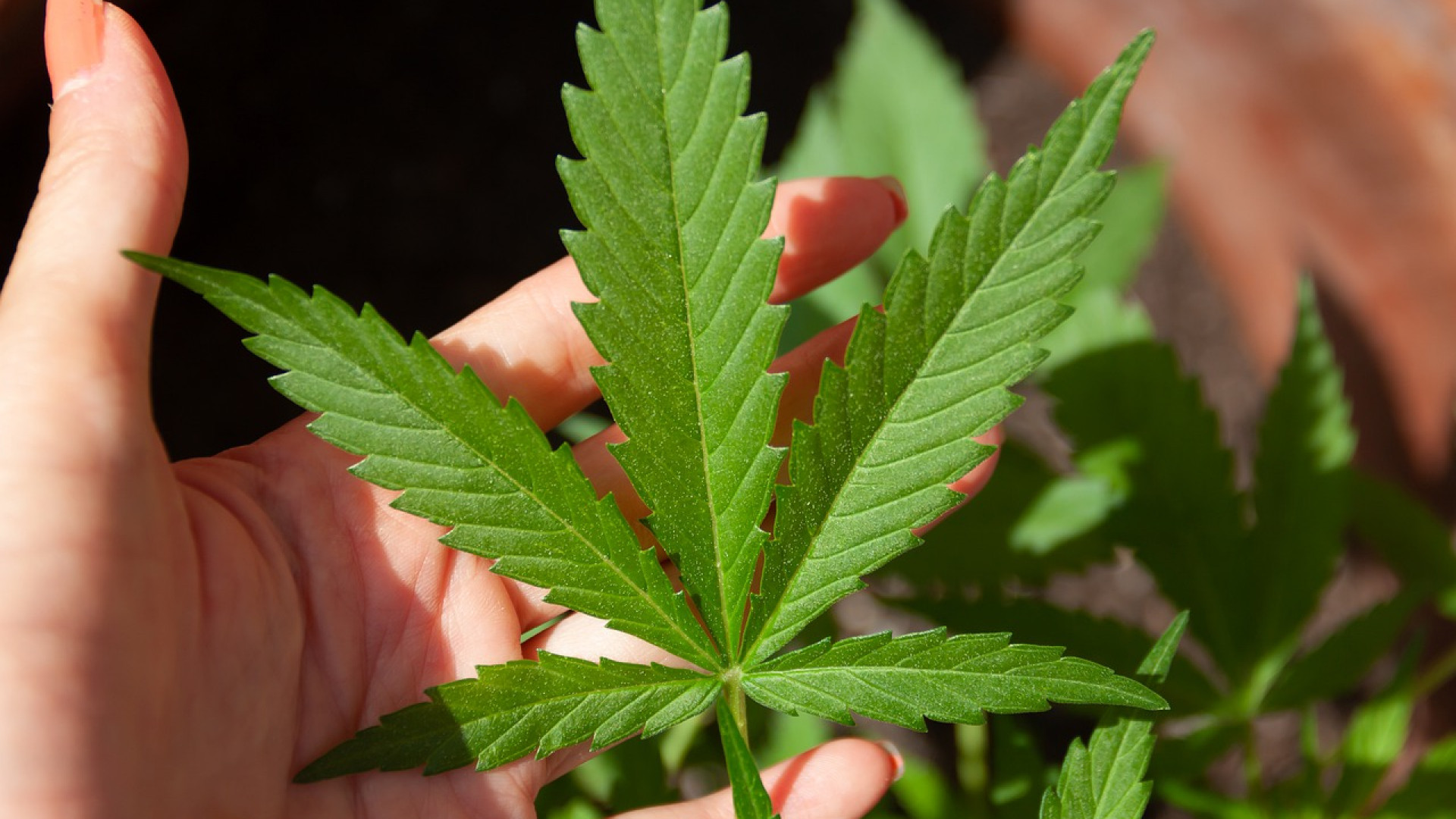 Peut-on légalement consommer du cannabis en France ?
