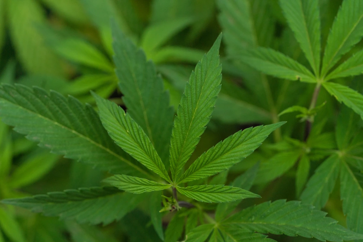 Les obligations des services d'aide à domicile selon l'article L126-2 : une garantie de qualité pour les usagers