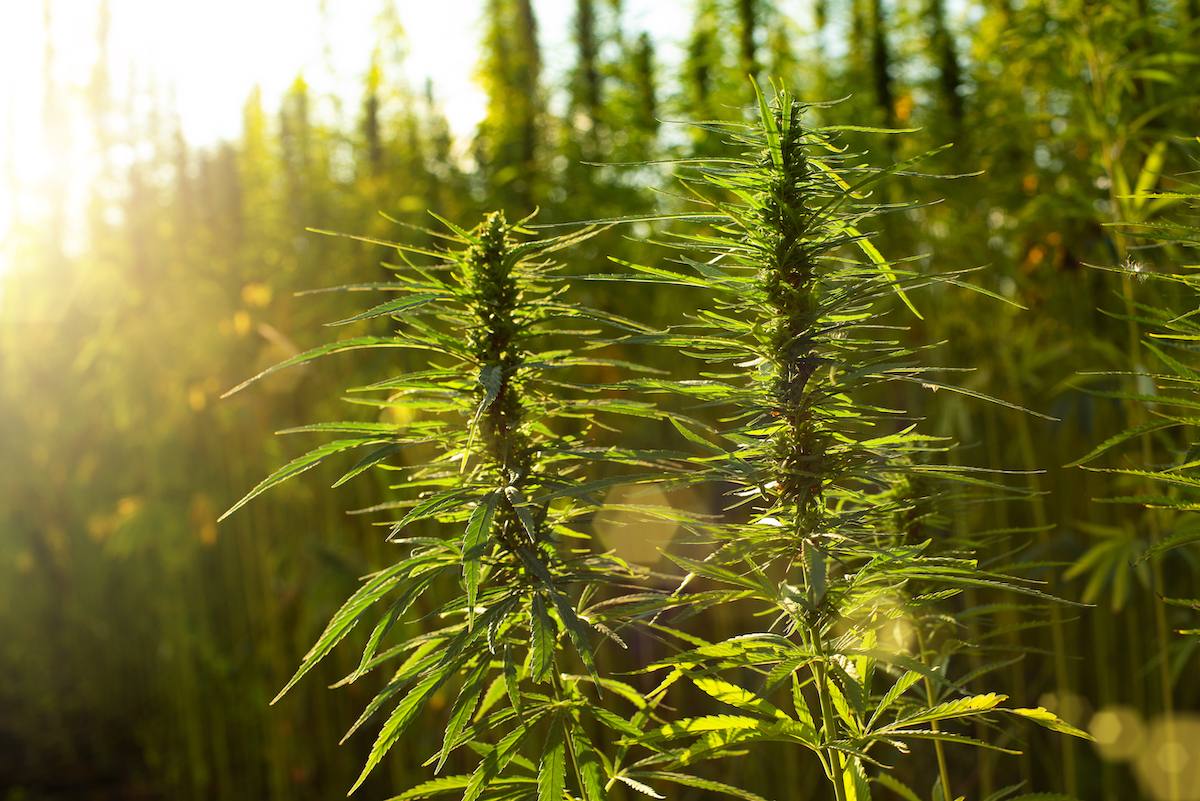 Cannabis : est-il légal de planter des graines de cannabis en France ?
